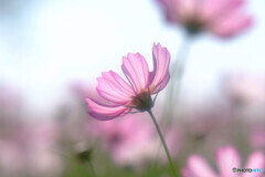 2022秋❁ここでしか咲かない華