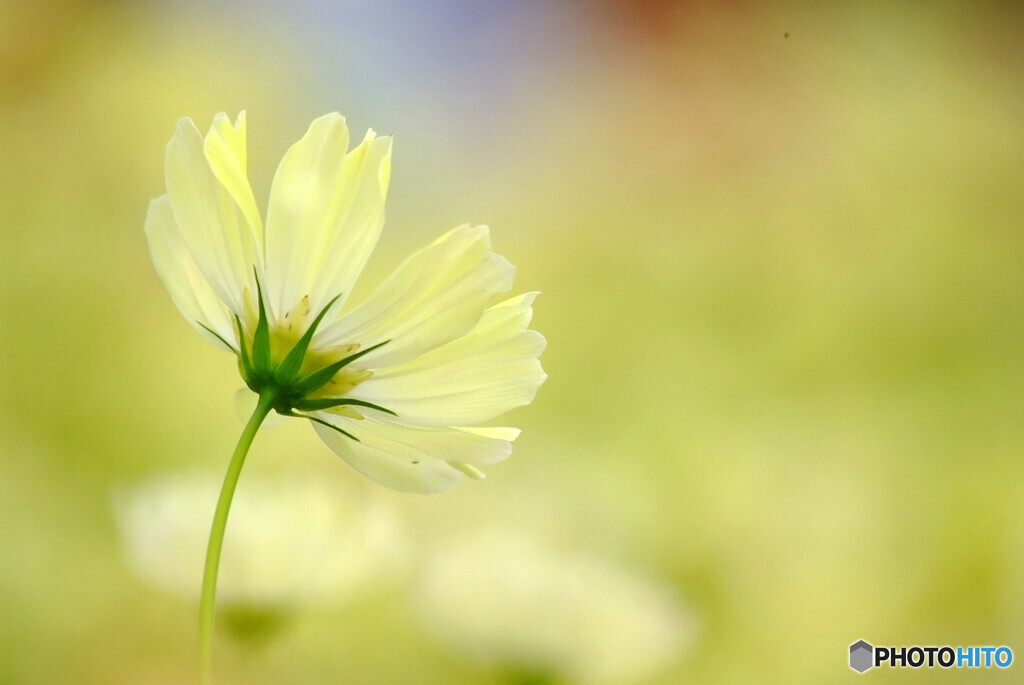 心静かに✿花の時間