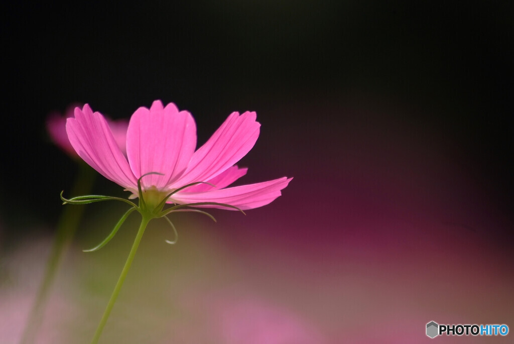 赤の誘惑❁神無月