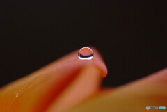 癒やしの朝✿雫