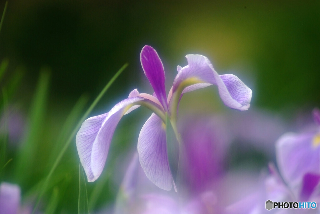 華やかに舞✿菖蒲2023