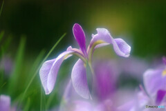 華やかに舞✿菖蒲2023