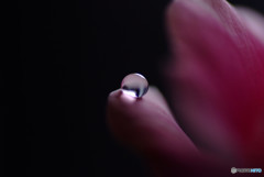 今宵も月のように