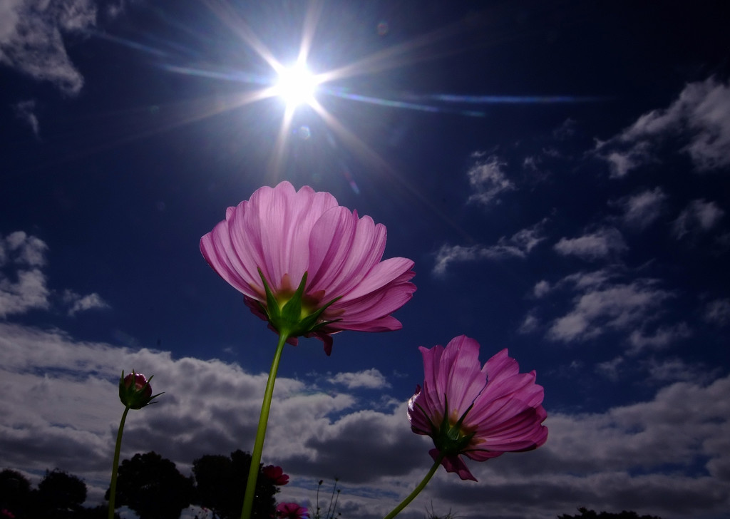 ダイヤモンド＆秋桜