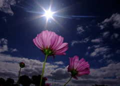 ダイヤモンド＆秋桜