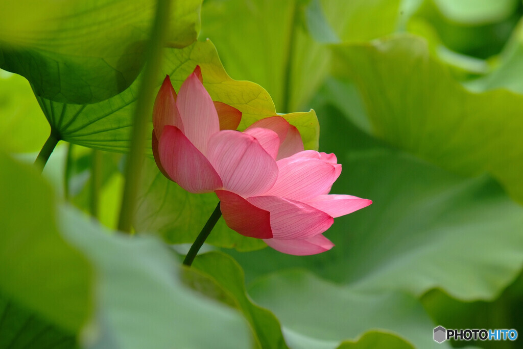 大切な時間・華