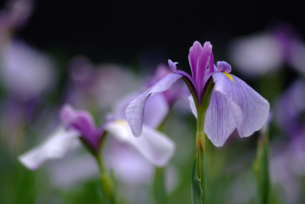 涼暮月の灯✿菖蒲