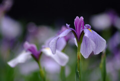 涼暮月の灯✿菖蒲