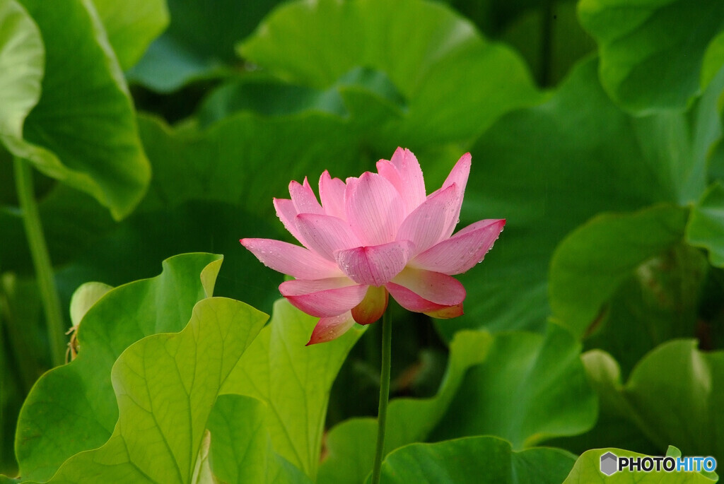 雨に踊れば❁蓮2022
