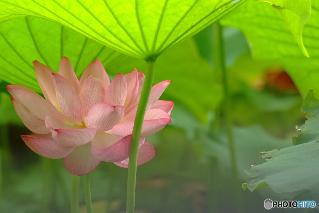 心静かに✿蓮華