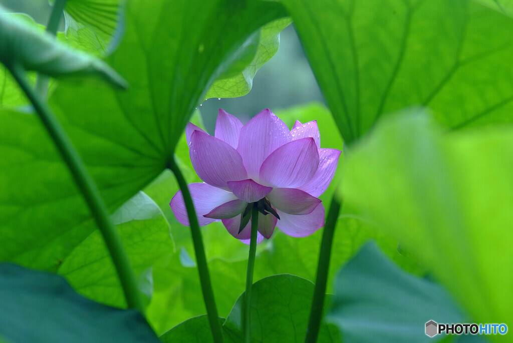 ひとりぽっちで踊らせて✿蓮