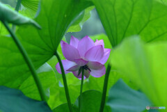 ひとりぽっちで踊らせて✿蓮