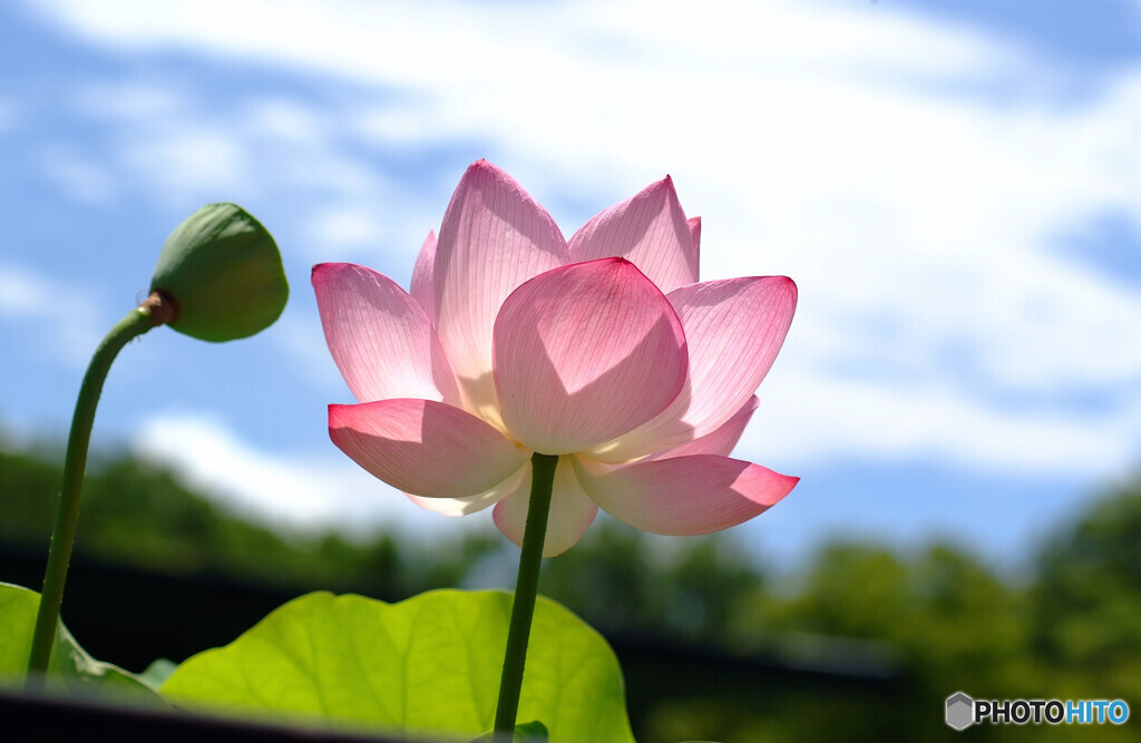 青空と蓮✿涼月2023