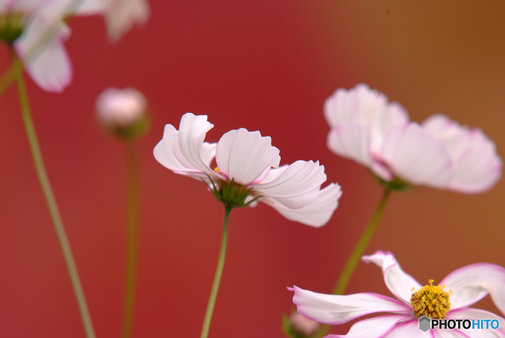 華として❁秋桜2022