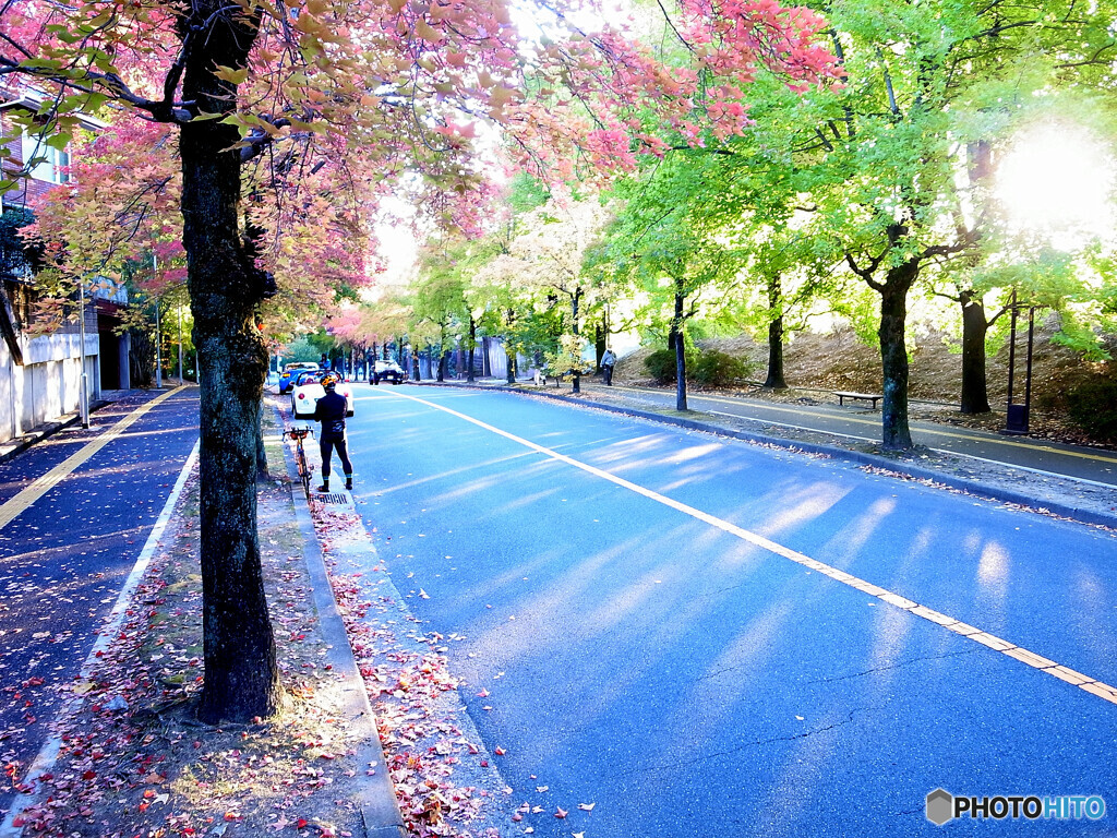 紅葉散歩❁三色彩道2022