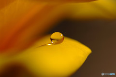 恋する惑星・Ⅱ