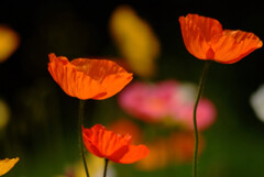 春風に吹かれて✿Poppy