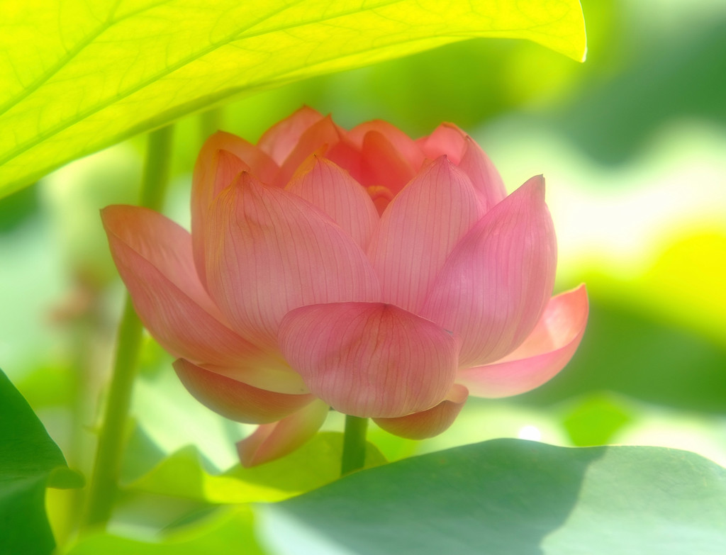 ひとやすみ・蓮