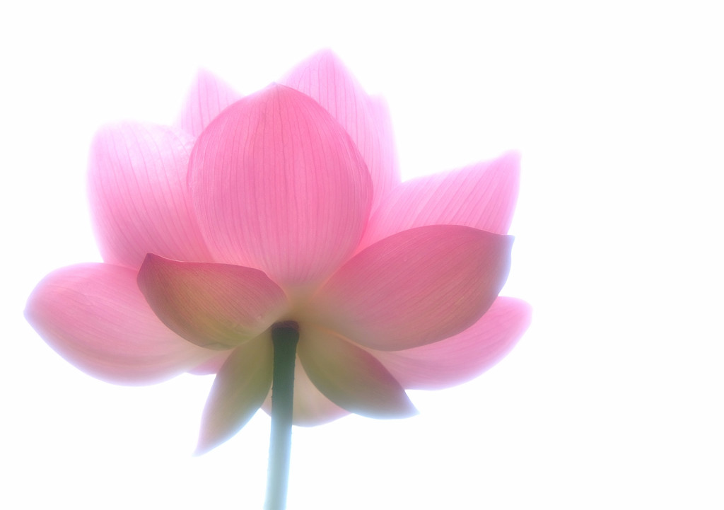 舞姫（Ⅱ）・蓮