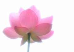 舞姫（Ⅱ）・蓮