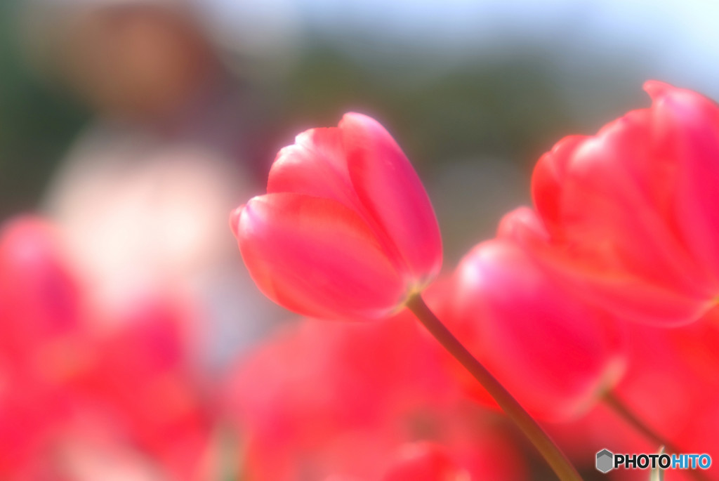 春風に誘われて