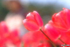 春風に誘われて