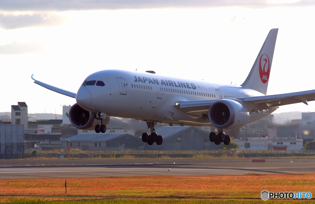 Morning Bird✈787-8