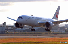 Morning Bird✈787-8