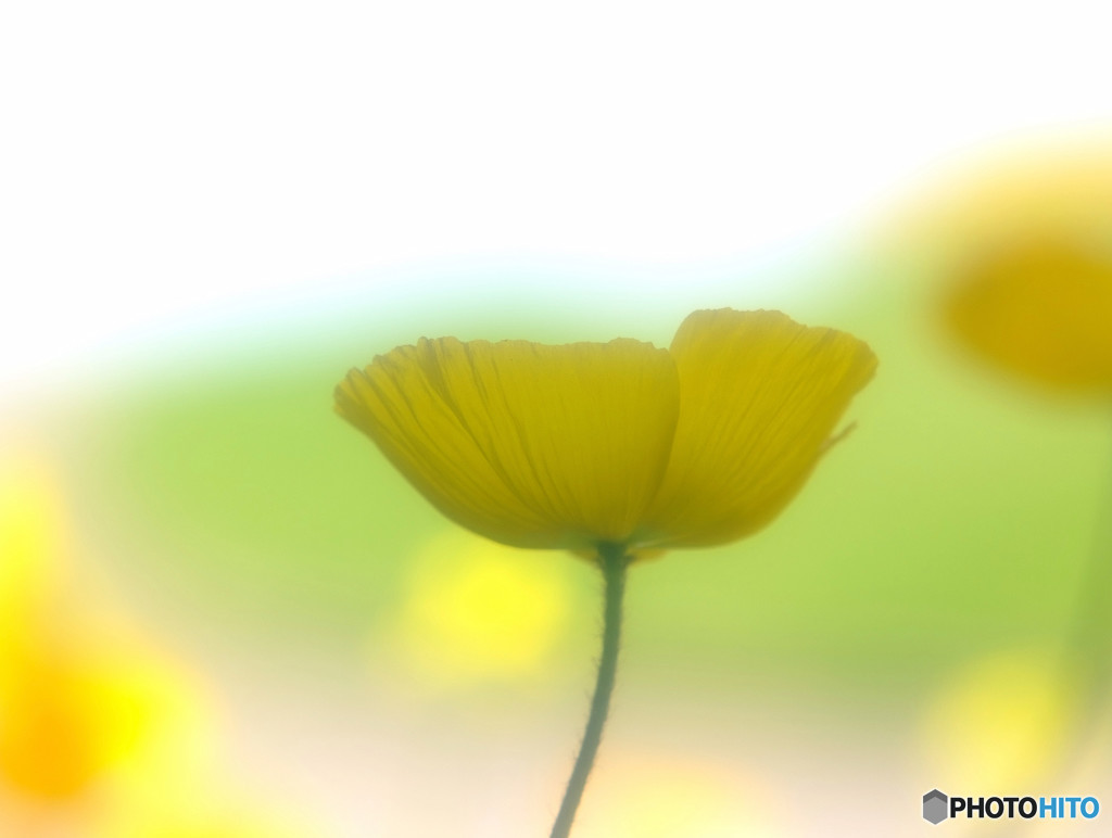 時をかける華・最終章