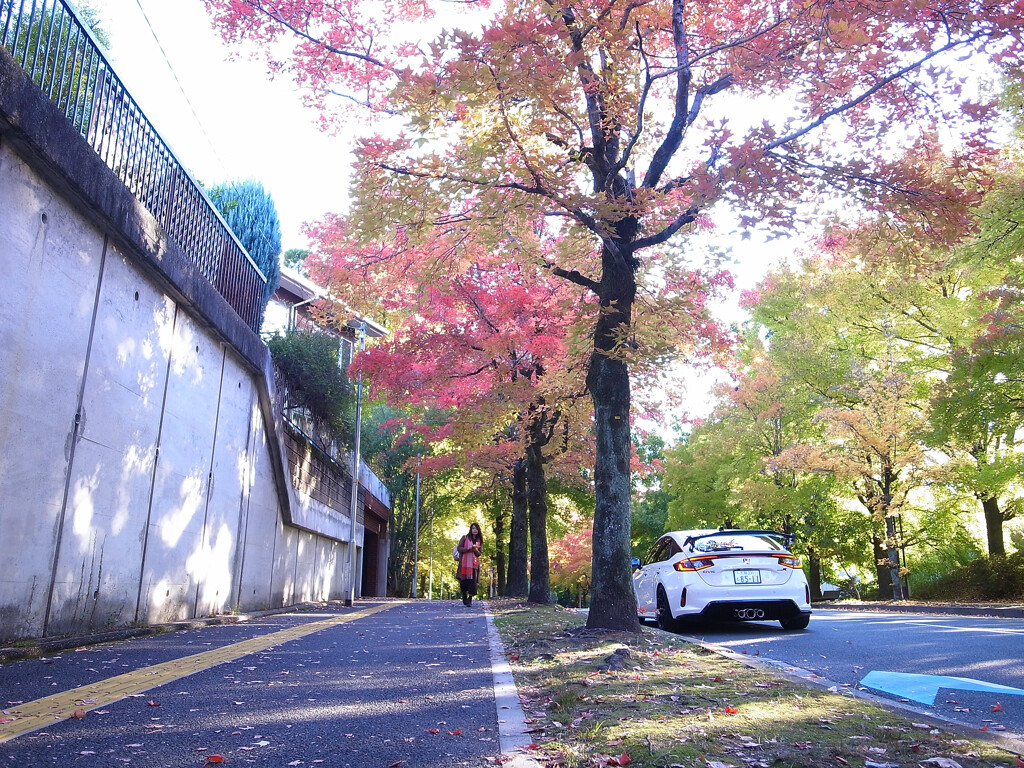 紅葉散歩➍❁三色彩道2025