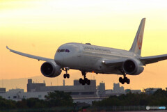 朝焼けに飛ぶ✈Boeing787-8