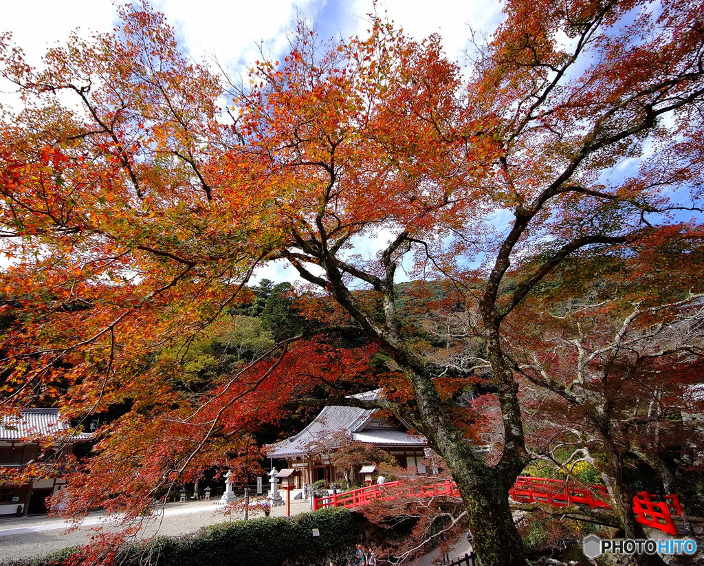 紅葉・箕面