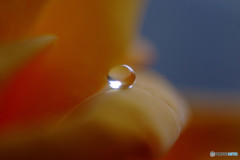 愛しき惑星・春