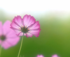 夢想花・こすもす