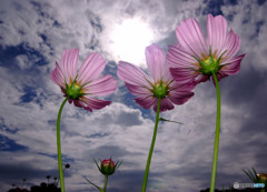 コスモスのhumming 