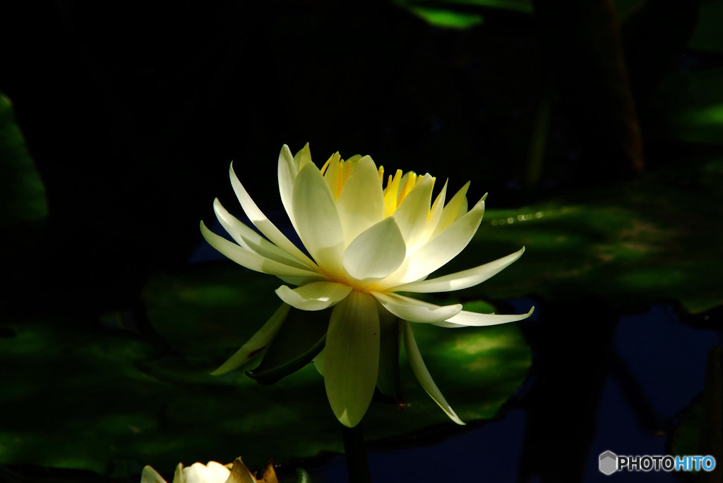 睡蓮・光へ