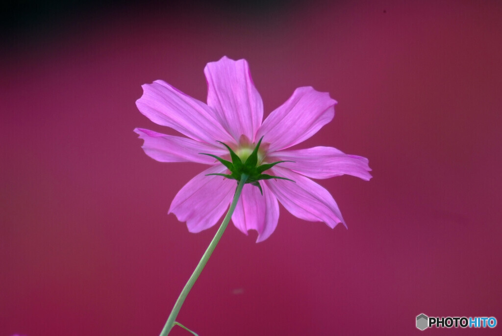 Red of Passion❁歓喜の華