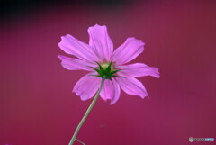 Red of Passion❁歓喜の華