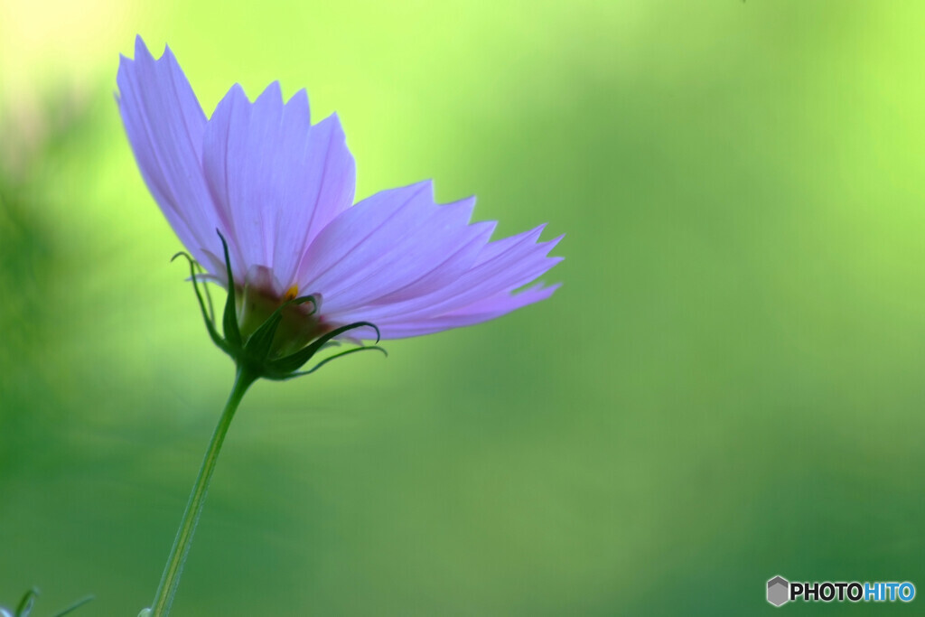 癒しの時間✿こすもす