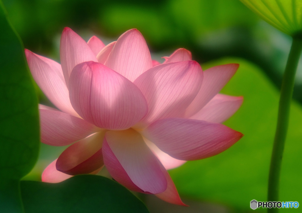 煌き・華
