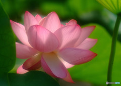 煌き・華