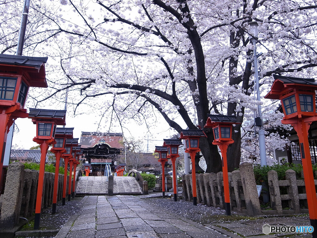 そうだ！京都に帰ろうⅥ✿2023桜