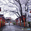 そうだ！京都に帰ろうⅥ✿2023桜