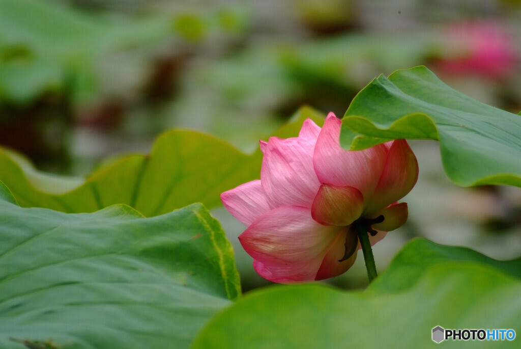 横顔✿涼暮月の蓮