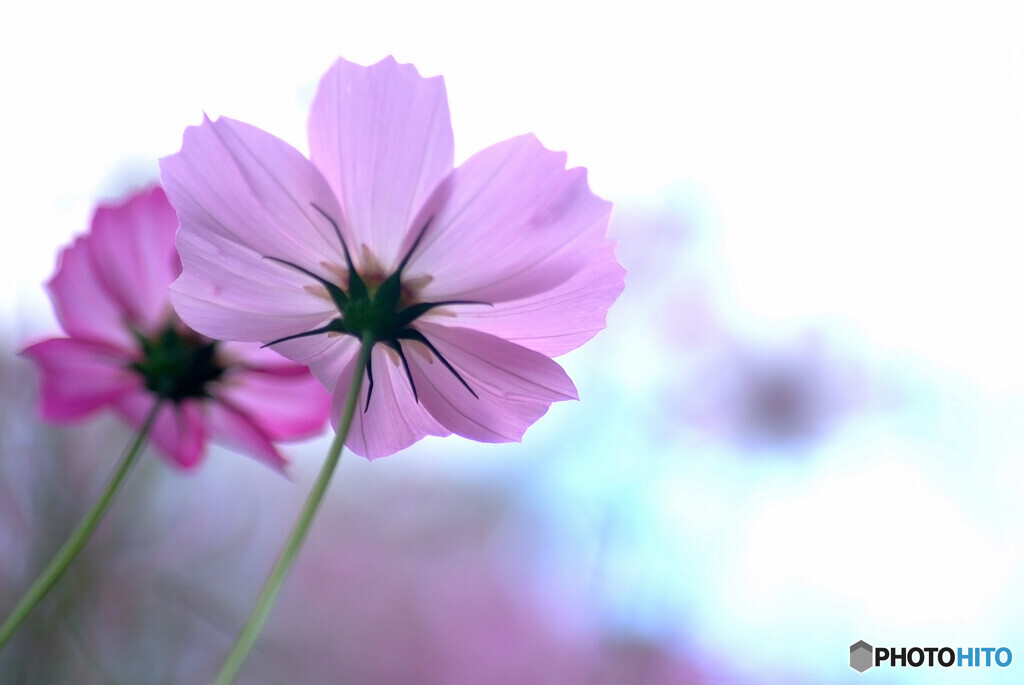 For you❁神無月の華