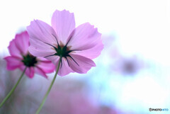 For you❁神無月の華