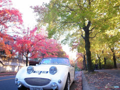 紅葉Drive・2018