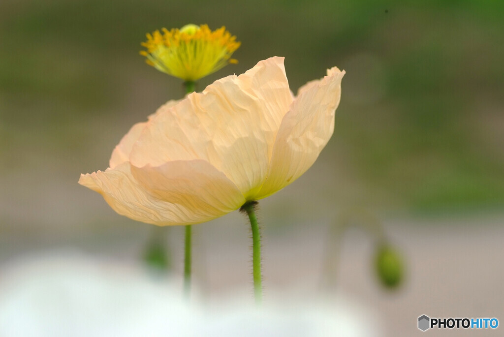 独唱❁花の声2024