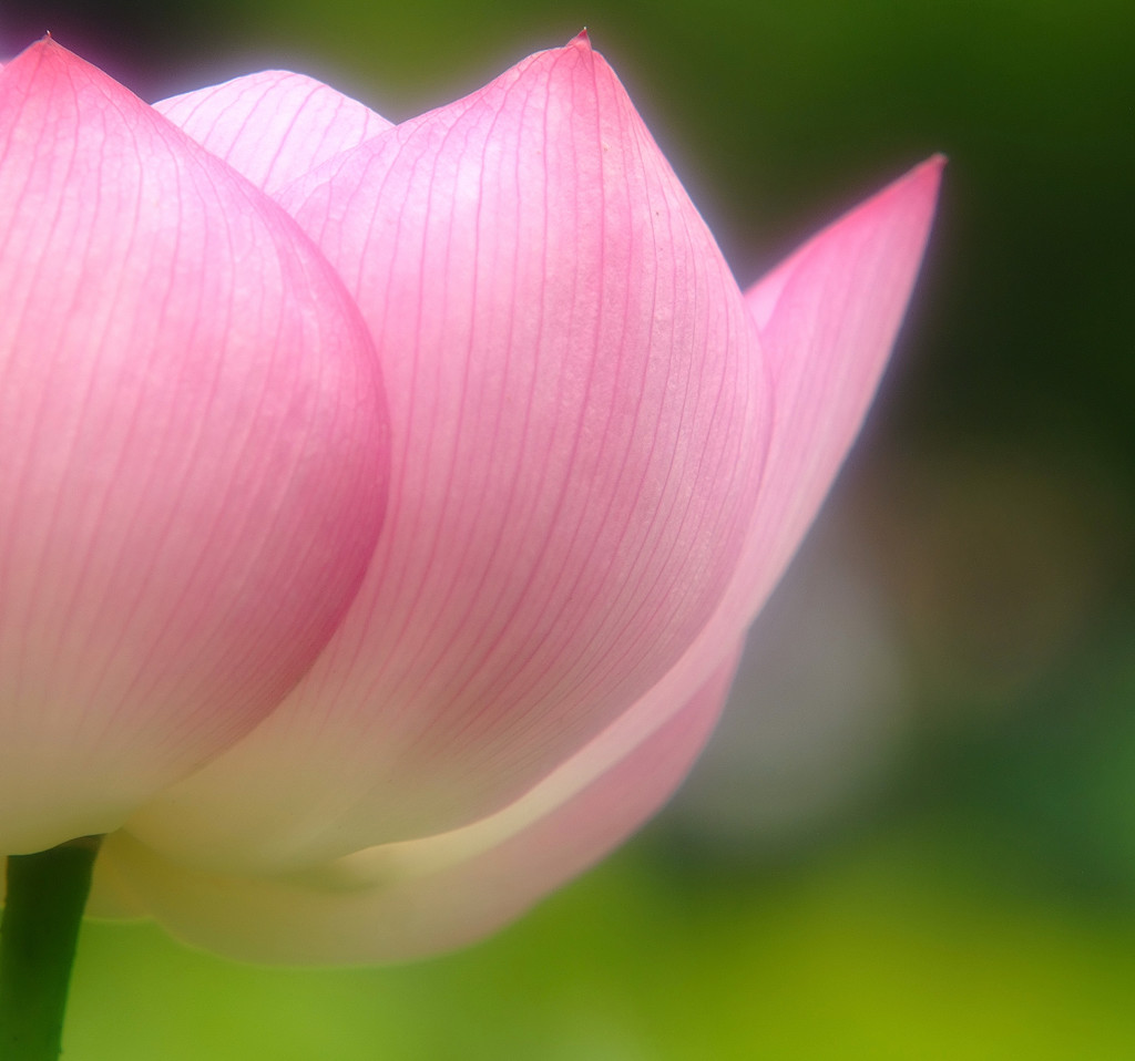 蓮物語・第10章