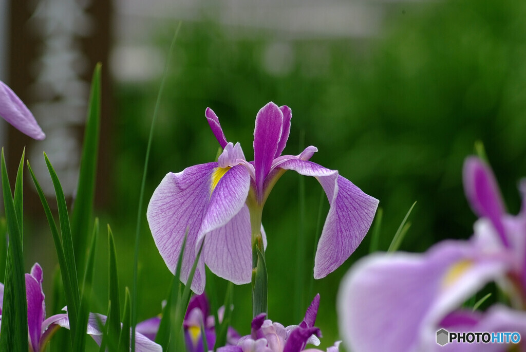 Japanese Beauty✿心静かに